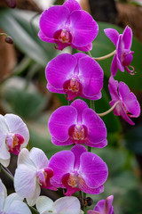 Colorful Orchid flower