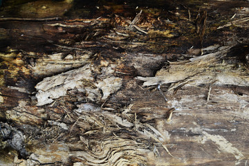 Background from tree bark. Relief texture of tree bark