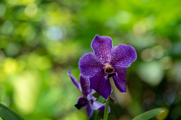 Colorful Orchid flower