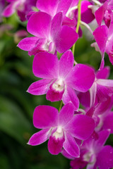 Fototapeta na wymiar Colorful Orchid flower
