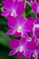 Fototapeta na wymiar Colorful Orchid flower