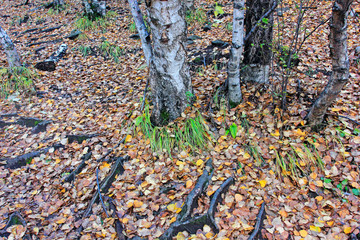 Fototapeta premium Birch tree trunk