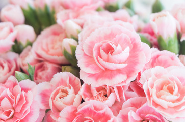 Pink canations spray flowers have white lobe is blooming in bouquet at flower market,celebration,love,valentine day,nature background - obrazy, fototapety, plakaty