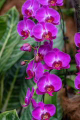 Colorful Orchid flower close up