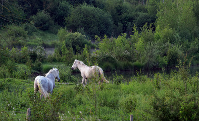 Obraz na płótnie Canvas horses in Episy swamp nature reserve. french Gatinais regional nature park