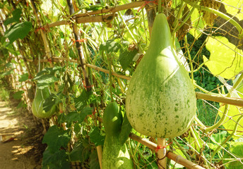 Fresh Calabash or Cucurbitaceae (Lagenaria Siceraria) pear shape hanging in organic vegetable farm,healthy food,high fiber