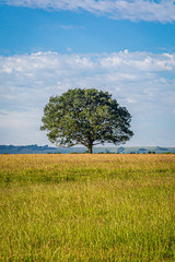 Fototapeta na wymiar A tree in a meadow in Sussex on a sunny summers day