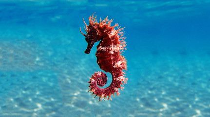 Mediterranean Seahorse - Hippocampus guttulatus - obrazy, fototapety, plakaty