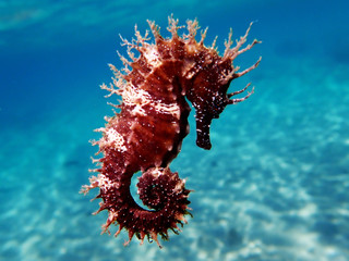 Mediterranean Seahorse - Hippocampus guttulatus © Kolevski.V