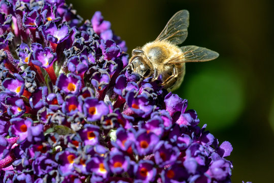 Makro einer Biene von vorne auf Sommerflieder