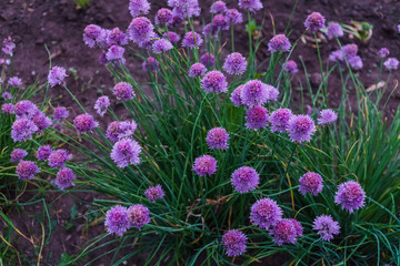 Shallot onions. Onions with green feathers and lilac flowers.