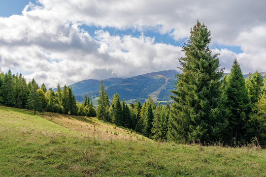 spruce forest in mountains on a sunny day. warm weather at the beginning of autumn season. borzhava ridge in the distance. grassy meadows. dynamic cloud formations on the sky. conventional carpathians