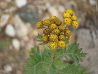 yellow flowers in the garden