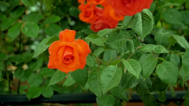 Floral garden. Close-up shot of red blooming rose buds. Slow motion. HD