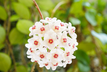 White Hoya carnosa flowers  bouquet star red pollen shape flower.Colorful plant summer season. Wax plant or Wax flowers or Porcelain flower.