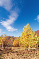 birch trees in yellow foliage. vivid nature scenery of carpathian mountains. clouds on the blue sky. uzhanian national park, transcarpathia, ukraine