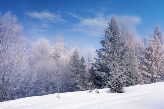 forest in hoarfrost on a snow covered meadow. beautiful chilly winter scenery in the morning. sunny weather with blue sky