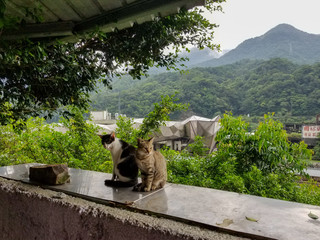 cats in the houtong village