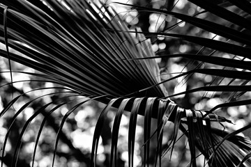 Naklejka premium Palm