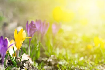 Aluminium Prints Yellow Beautiful spring background with close-up of blooming yellow and purple crocus. First flowers on a meadow in park under bright sun in spring time