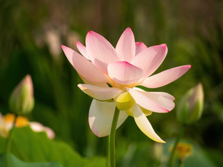 Fototapeta premium Nelumbo nucifera aka Indian or Sacred lotus. Pink flower.