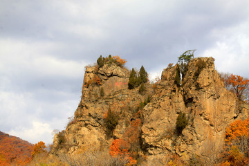 pines on top of mountain
