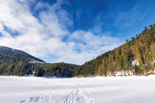 frozen and snow covered lake synevyr. beautiful winter landscape of carpathian mountains. wonderful scenery among spruce forest. popular travel destination of transcarpathia, ukraine