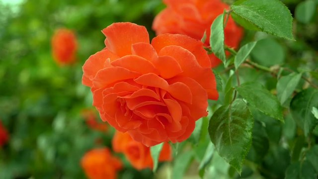 Floral garden. Close-up shot of orange blooming rose buds. Slow motion. HD