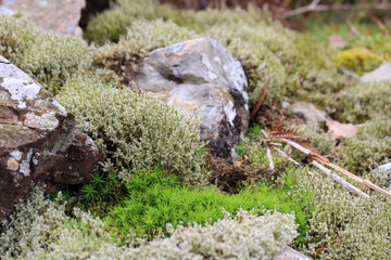 Close up of mossy rocks in the lake district