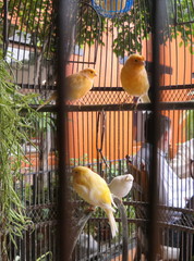kleine Vögel in Voliere