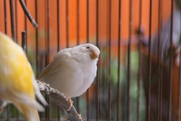 kleine Vögel in Voliere