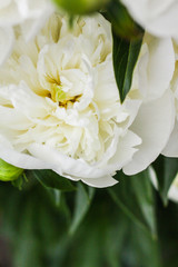 Beautiful white peonies bokeh with greenery garden flowers bouquet closeup. Gentle background. Romance. Wallpaper. Out-of-focus