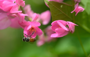 The bees find nectar from pink flowers.