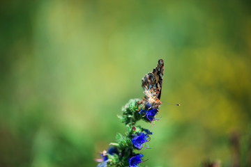 Fototapeta premium butterflies on flowers . summer. close up. macro photo