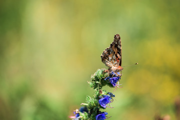 butterflies on flowers . summer.  close up. macro photo