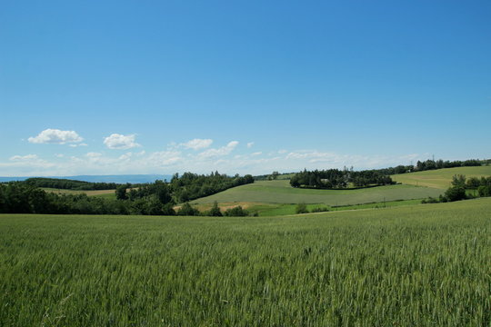 Champs de c&eacute;r&eacute;ales