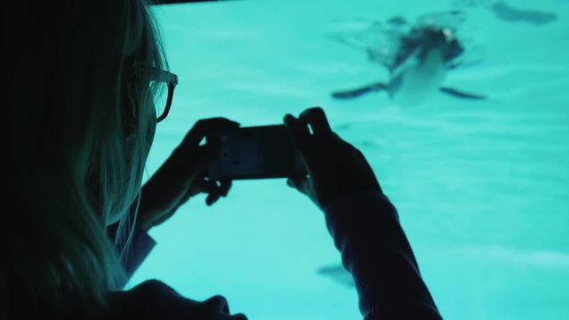 Aquarium visitor photographs a penguin through the glass in the pool wall