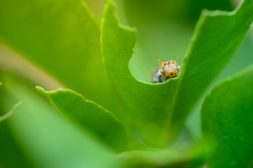 Leaf-eating caterpillars.
