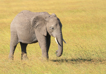 Obraz na płótnie Canvas Cute little baby elephant calf Loxodonta africana grazing green grasslands Masai Mara National Reserve Kenya East Africa