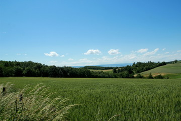 Fototapeta premium Champs de céréales