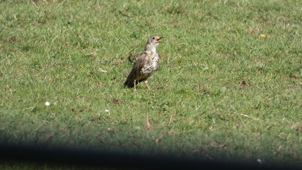 Brown Thrasher eating his breakfast on a hot summer morning
