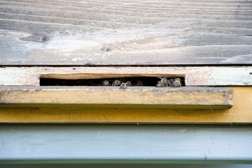 Group of bees in hive