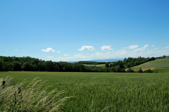 Champs de c&eacute;r&eacute;ales
