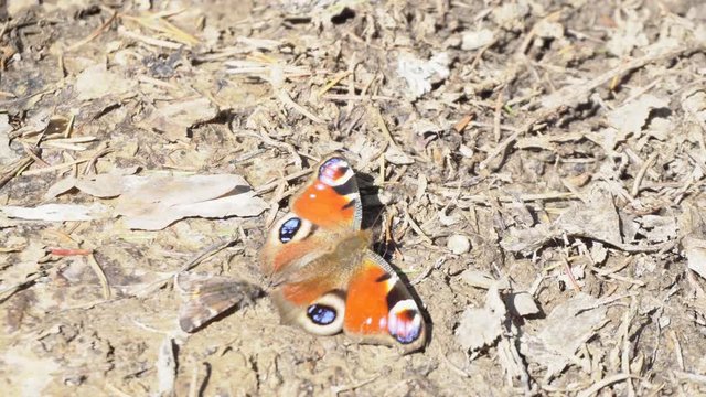 Close-up of beautiful orange butterfly on brown grass. Media. Beautiful orange butterfly with round patterns sits and moves its wings on dry grass