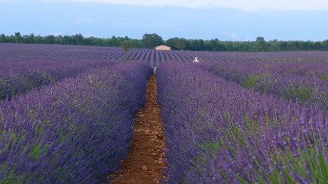 champ de lavande, lavandin et promeneur- France en Provence
