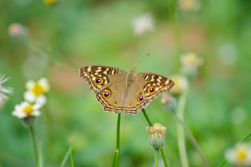 butterfly on flower