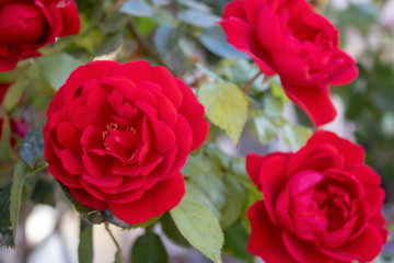Close-up of China rose flower. In red. Close-up.