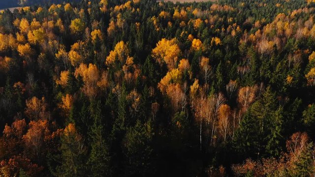 Drone tilts down on treetops flying over atmospheric autumn forest with yellow and green trees on clear sunny day.