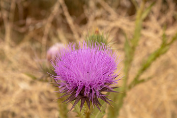 Close-up of a spear thistle plant. Blurred background.