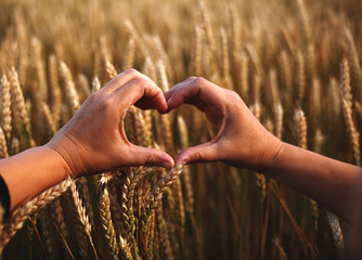 heart shaped female hands  against ripe rye field,harvest concept